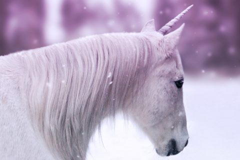 unicorn